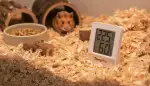 Optimales Klima: Digitales Hygrometer im Kleintiergehege