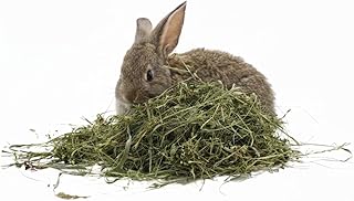 Alfalfa-Kraut (Alfalfa) 500 Gramm | Naturheu Medizinisches Gras | Reich an Ballaststoffen, Protei…